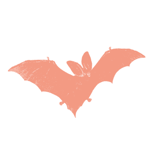 chauve souris
