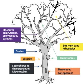 Méthode Néau